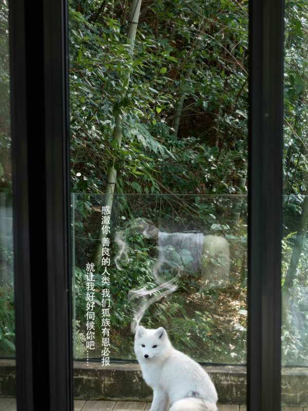 [秀人XiuRen] 2025.12.04 No.11068 尹甜甜高清图集（55P）